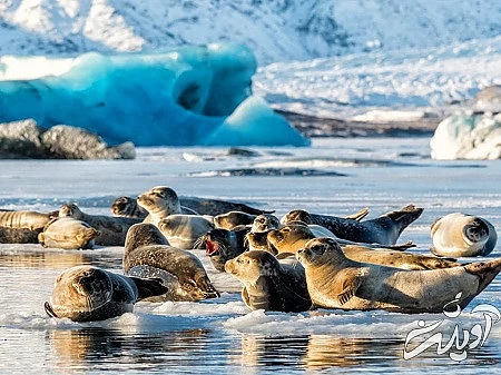 یخچال های طبیعی, جاذبه های گردشگری ایسلند, پدیده ی طبیعی ایسلند